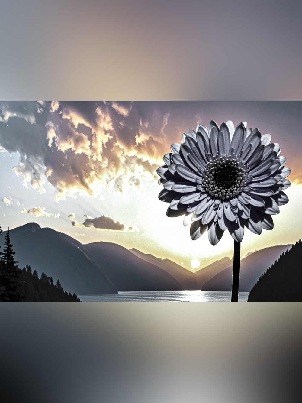 Monochrome Daisy Photography Print in Silver-Toned Finish